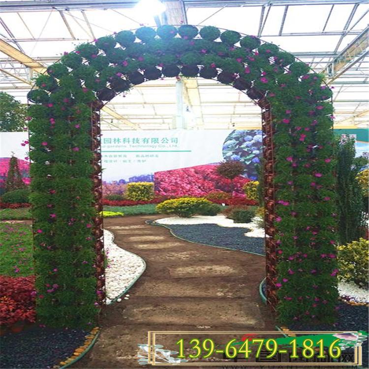 花期长300天植物欧石竹杯苗 常绿三季开花 耐践踏草坪欧石竹