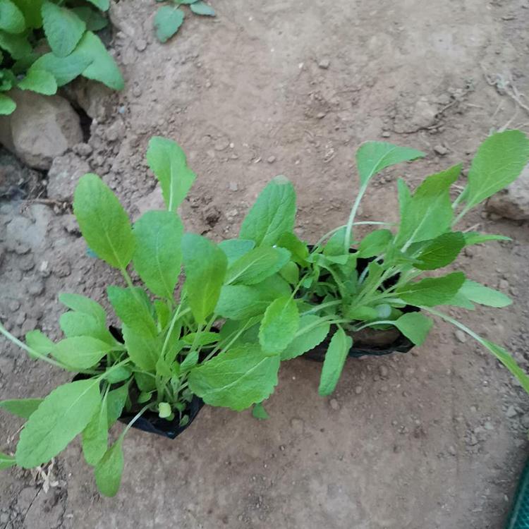 鼠尾草杯苗供应商 鼠尾草批发报价