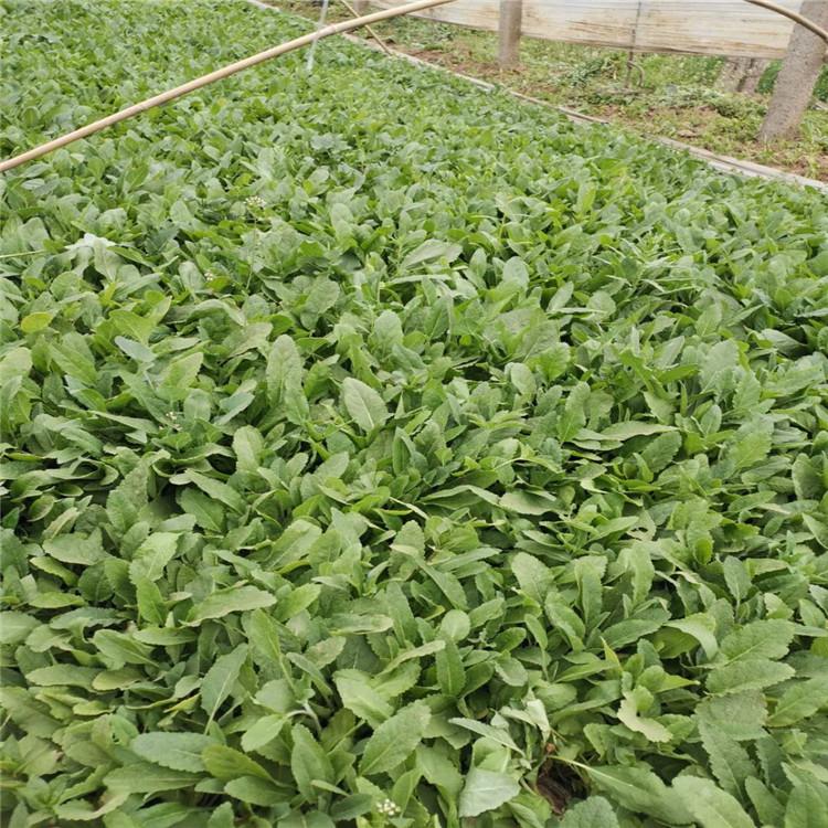 鼠尾草杯苗 山东潍坊鼠尾草批发商 地被鼠尾草价格