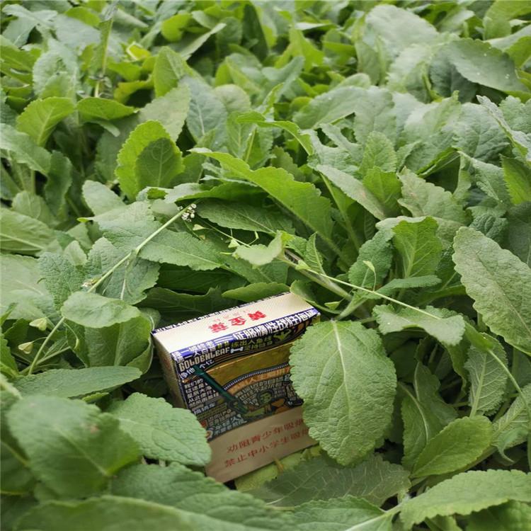 鼠尾草小苗基地 鼠尾草供货商