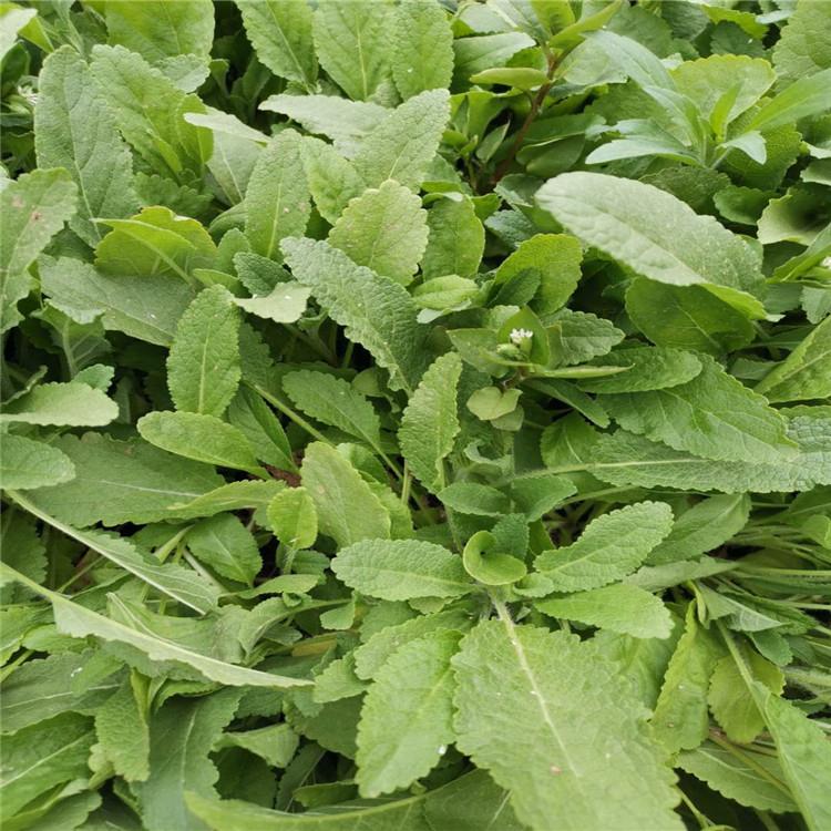 鼠尾草小苗 启景花卉直销地被鼠尾草 鼠尾草批发基地