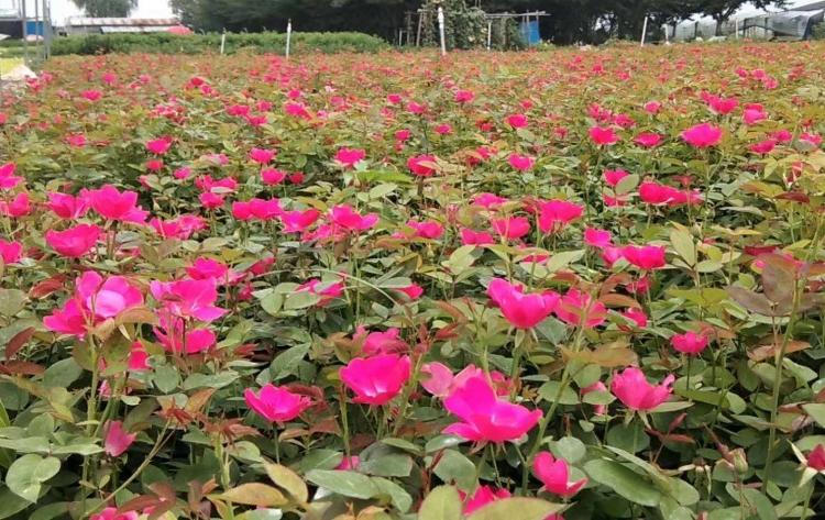 丰花月季供应商 大量基地直销 山东月季批发商丰花月季报价青州货源