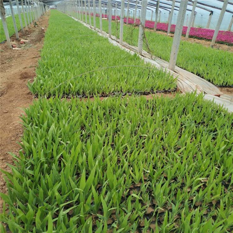 鸢尾小苗基地种植 鸢尾苗圃直销 鸢尾批发