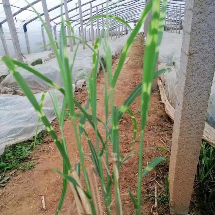 慧帆 斑叶芒价格 多年生斑叶芒小苗培育