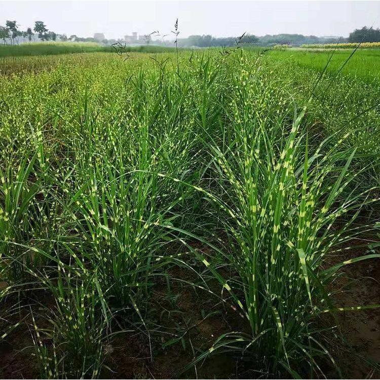 斑叶芒批发 苗圃基地批发 青州水体绿化斑叶芒