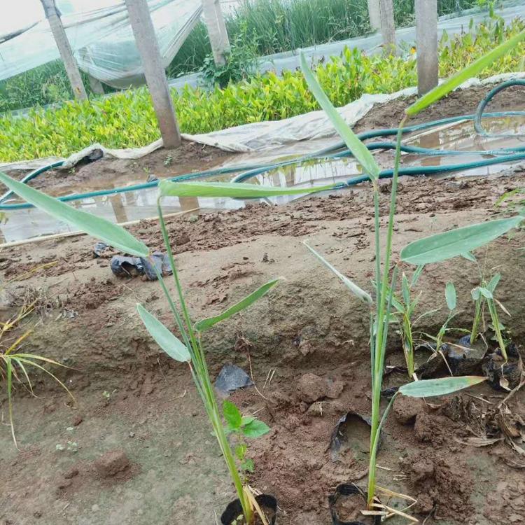 青州火爆大量热销花卉 再力花价格  青州晶伟园林