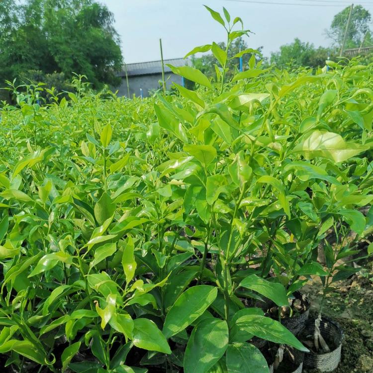 四川爱媛38号柑橘苗价格_爱媛38柑橘苗基地_柑橘苗批发