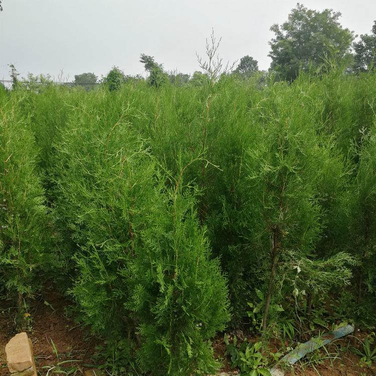 侧柏批发价格 大量供应 农场好苗