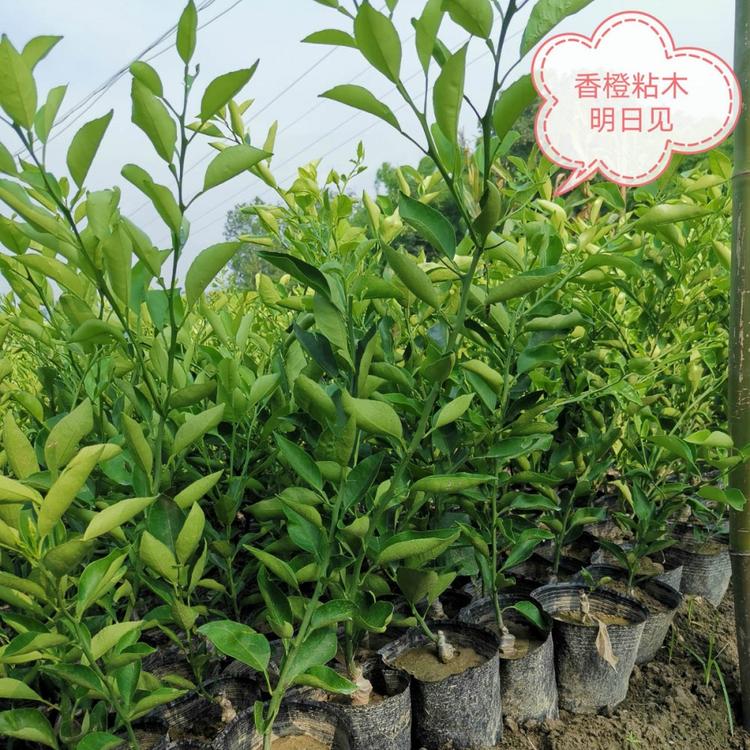红橘粘木沃柑杯苗  嫁接沃柑苗 沃柑柑橘苗供应