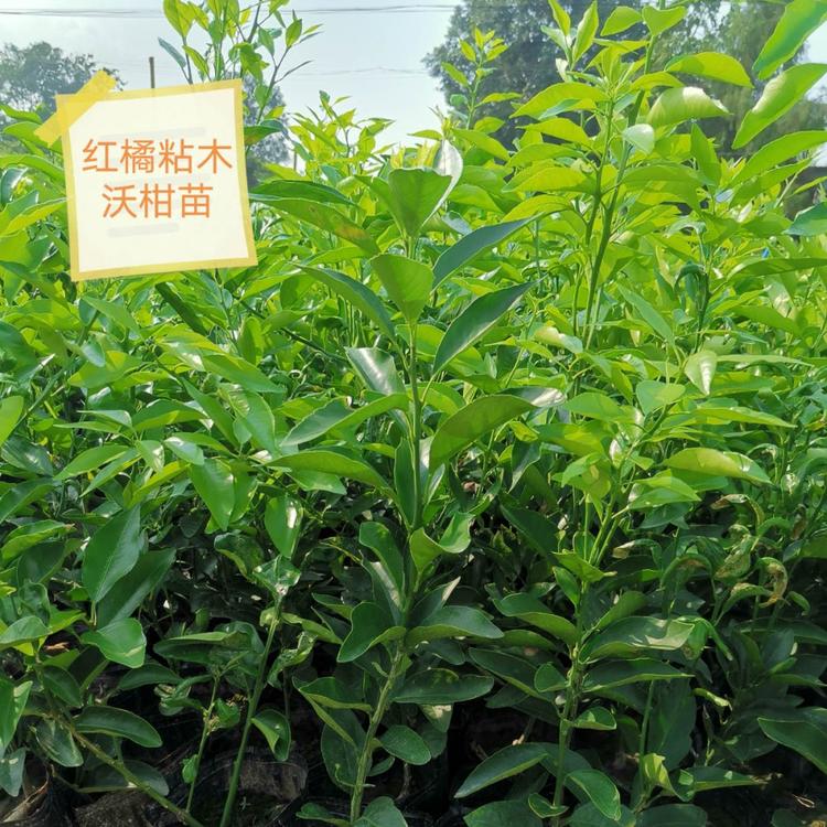明日见柑橘苗 袋苗杯苗 沃柑柑橘小苗