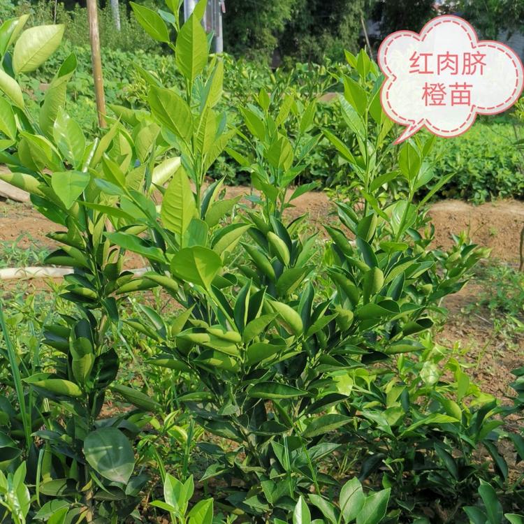 成都爱媛38号 成都春见 耙耙柑  明日见基地  红肉脐橙苗