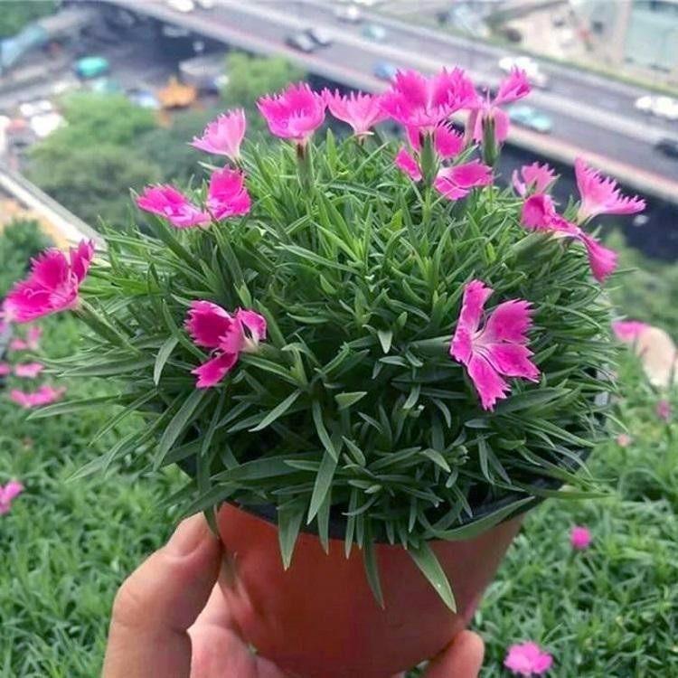 欧石竹种植基地 青州伟达欧石竹 欧石竹培育基地