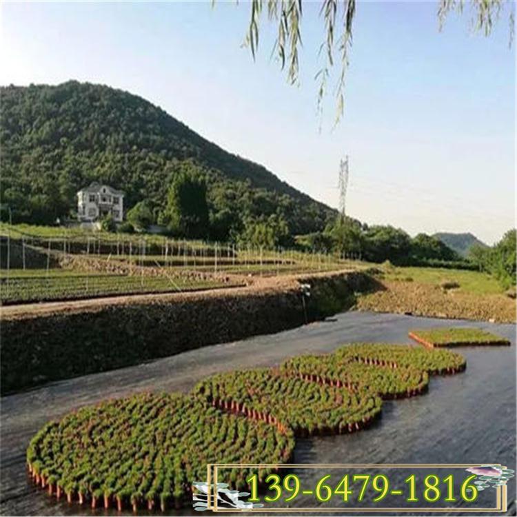 花期长的欧石竹价格便宜 地被石竹营养杯苗 欧石竹盆苗