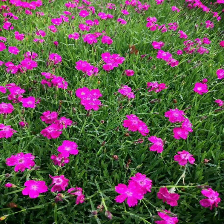 欧石竹宿根草花花海用苗天一花卉提供不同规格的花卉苗木