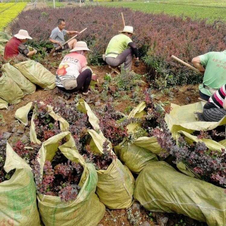 红叶小檗基地 紫叶小檗价格  小涵花卉  绿化工程苗