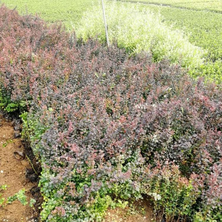 红叶小檗价格 紫叶小檗价格  小涵花卉  绿化工程苗