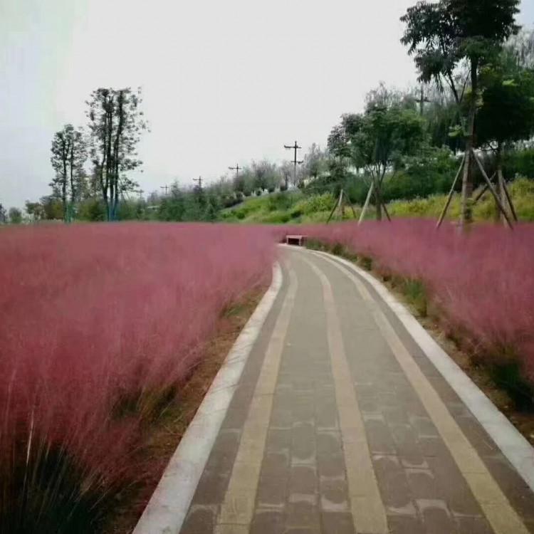 粉黛乱子草 花海用苗诚信商家供货