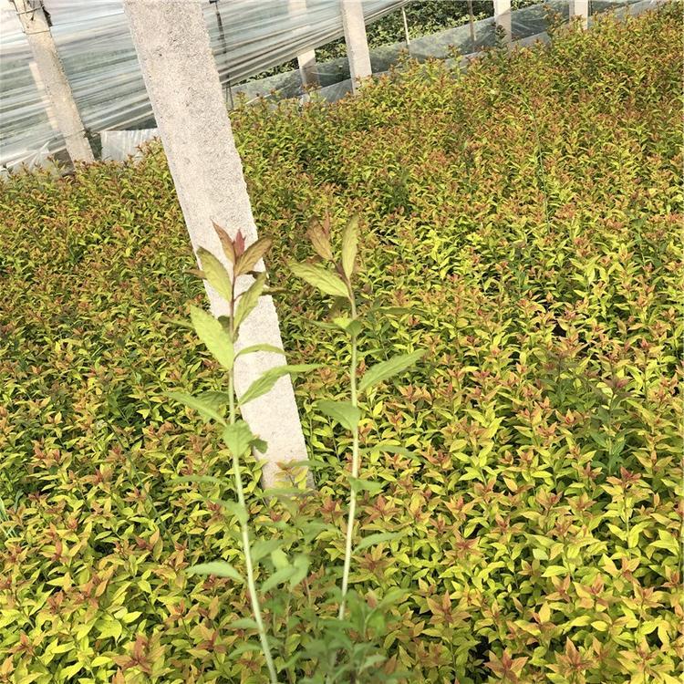 金焰绣线菊天一花卉诚信商家供货保质保量物优价廉