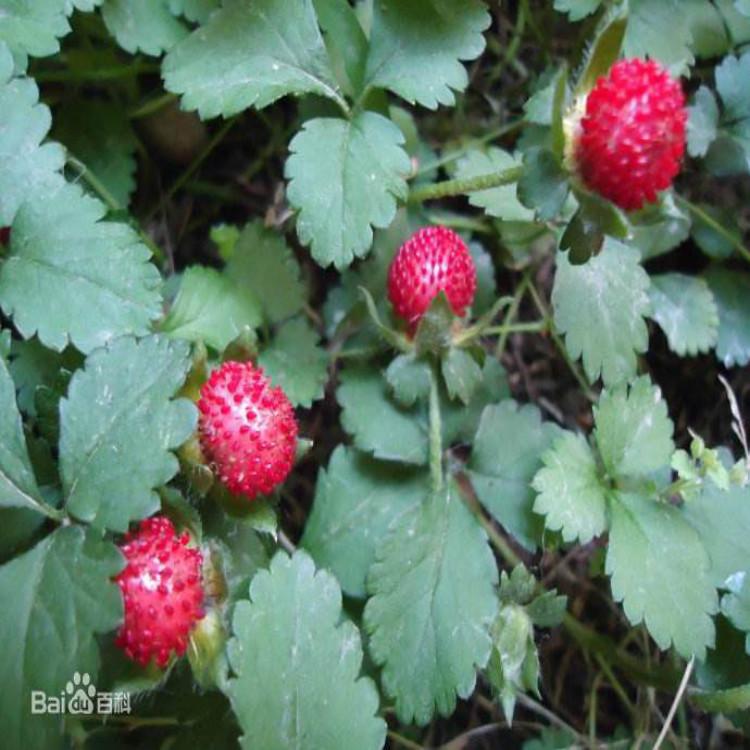 大量蛇莓种植基地 蛇莓批发价格 青州蛇莓培育基地