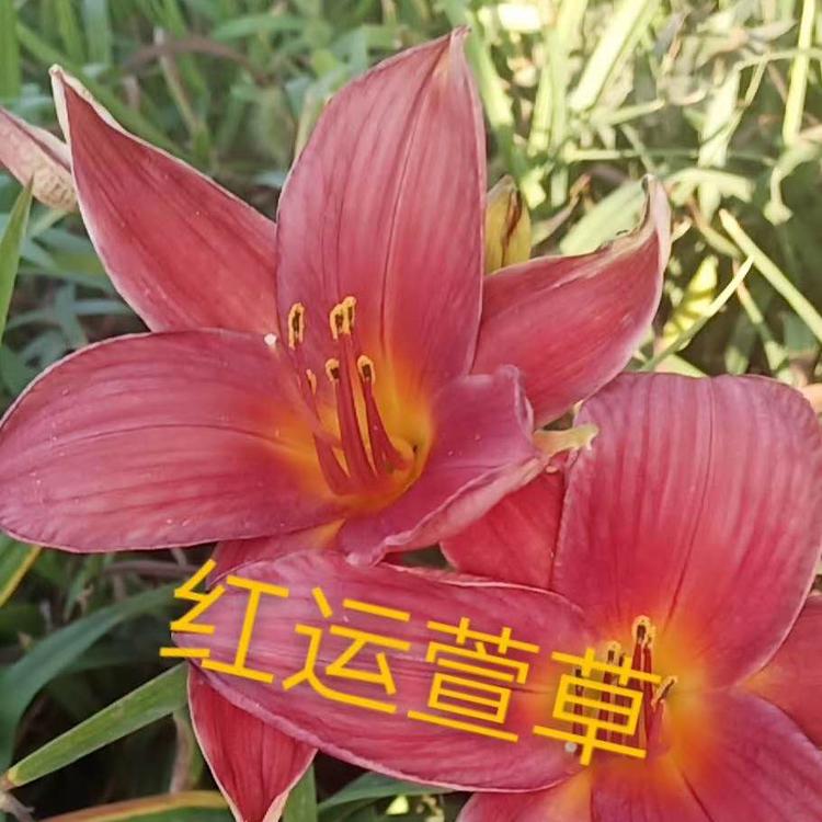 大量鸿运萱草价格 宿根红运萱草批发  基地直销