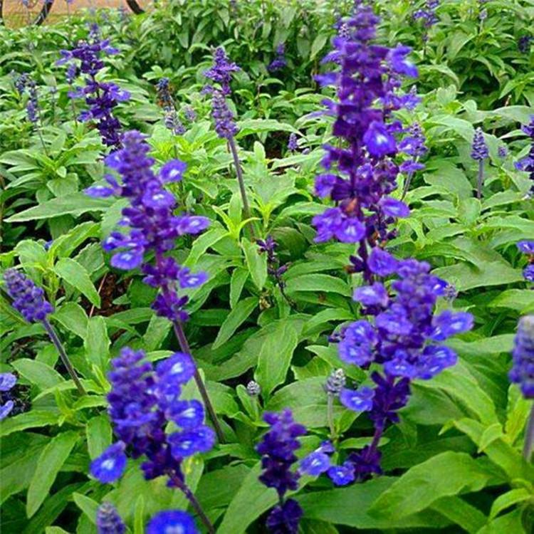 山东时令草花 青州时令草花基地 时令草花出售 常年供应时令草花