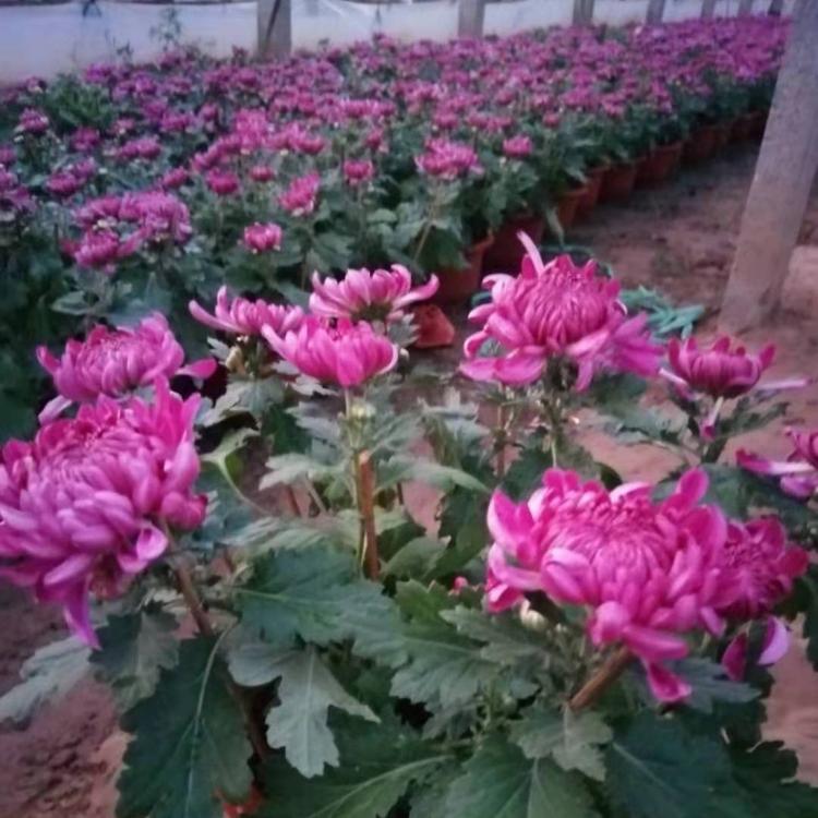 盆栽菊花 菊花品种齐全 节庆展览用菊花 造型菊花