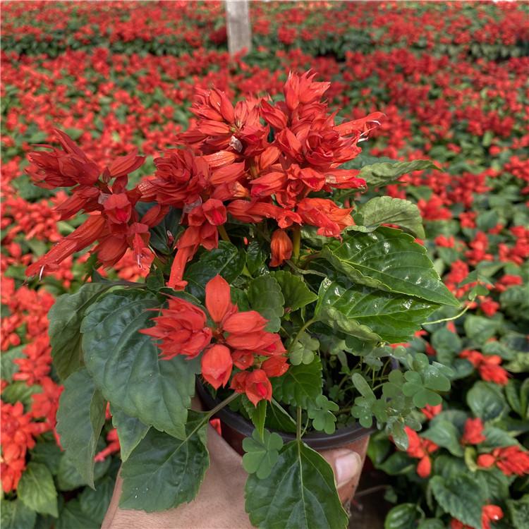 临朐一串红花海  一串红  盆栽一串红供应