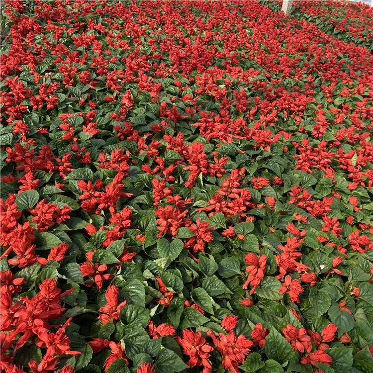 临朐一串红花海  一串红  盆栽一串红基地