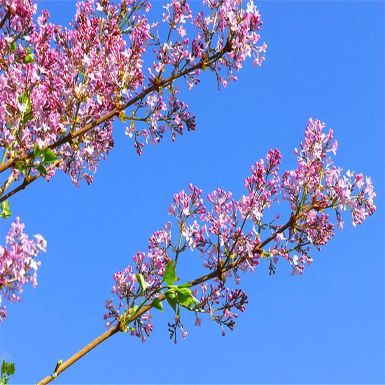 馨慧丁香  丛生丁香   丁香花海基地 价格合理