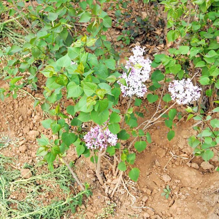 潍坊丁香  丛生丁香   丁香花海出售 价格合理