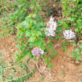 临朐  紫丁香价格 大叶紫丁香 花期4到5月 可实地看苗
