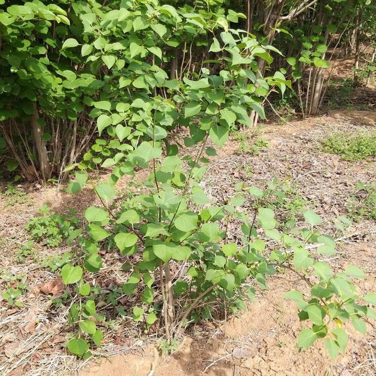 青州丁香  丛生丁香   丁香花海基地