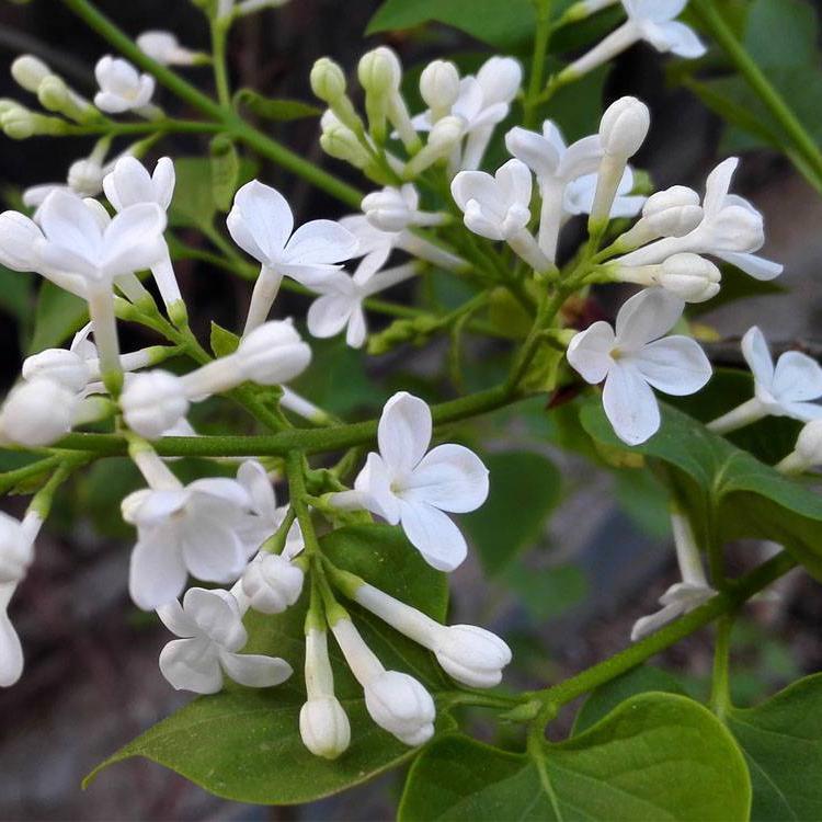 山东丁香  丛生丁香   丁香花海价格 价格实惠