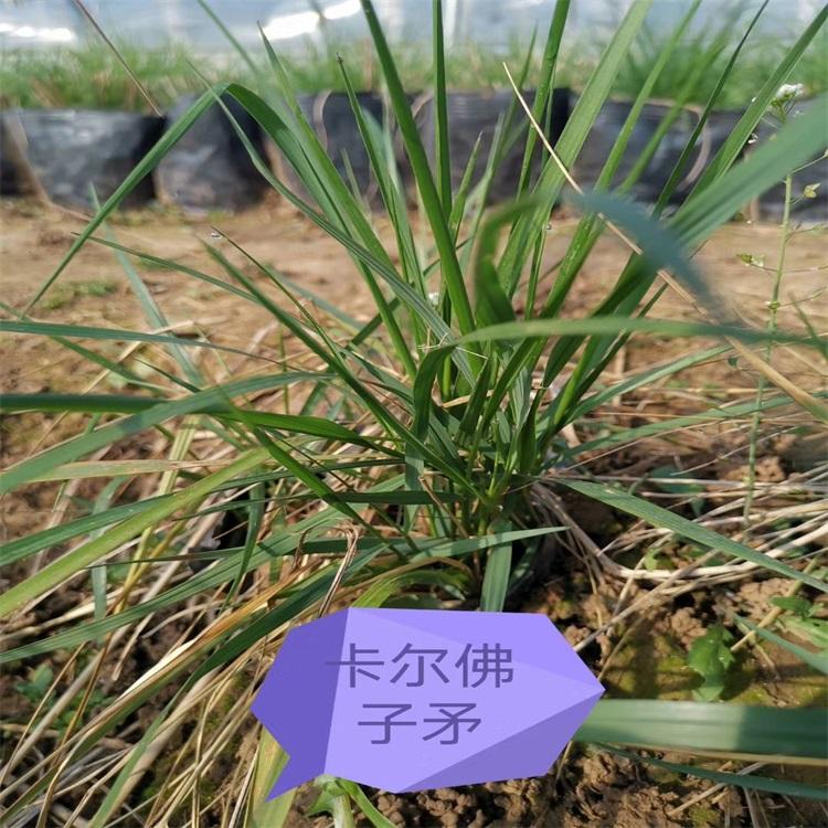 山东拂子茅基地 卡尔拂子茅批发 拂子茅种植厂家