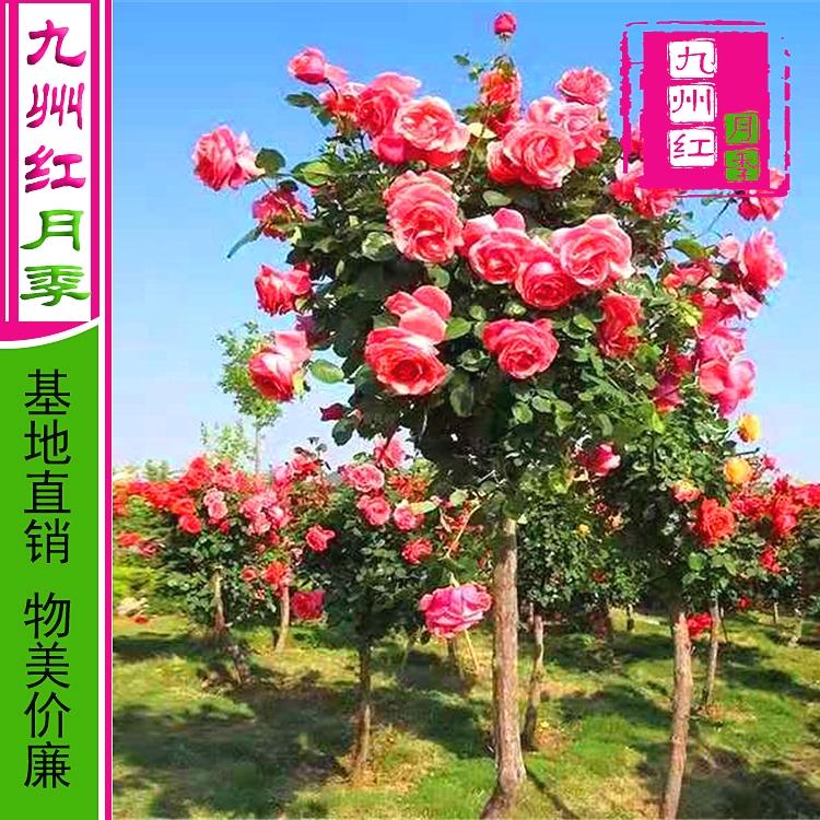 月季树-商品批发价格-九州红月季