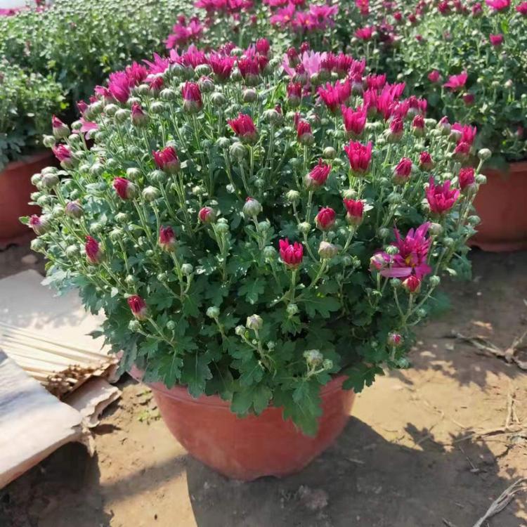 山东菊花基地 -观赏菊花-菊花盆栽-大菊花价格-批发各种宿根类花卉 节庆租摆菊花批发直销