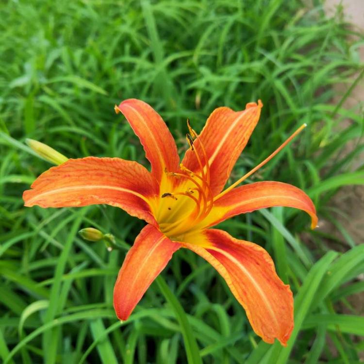 山东大花萱草 萱草基地 大花萱草价格 金娃娃萱草 红花萱草 多年生地被花卉 宿根花卉 景观园林绿化工程用苗 量大优惠