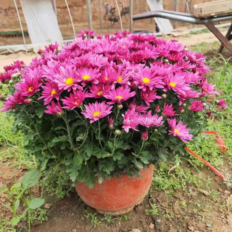 九月菊基地 江苏九月菊 批发 宿根花卉种植基地直销 量大质优