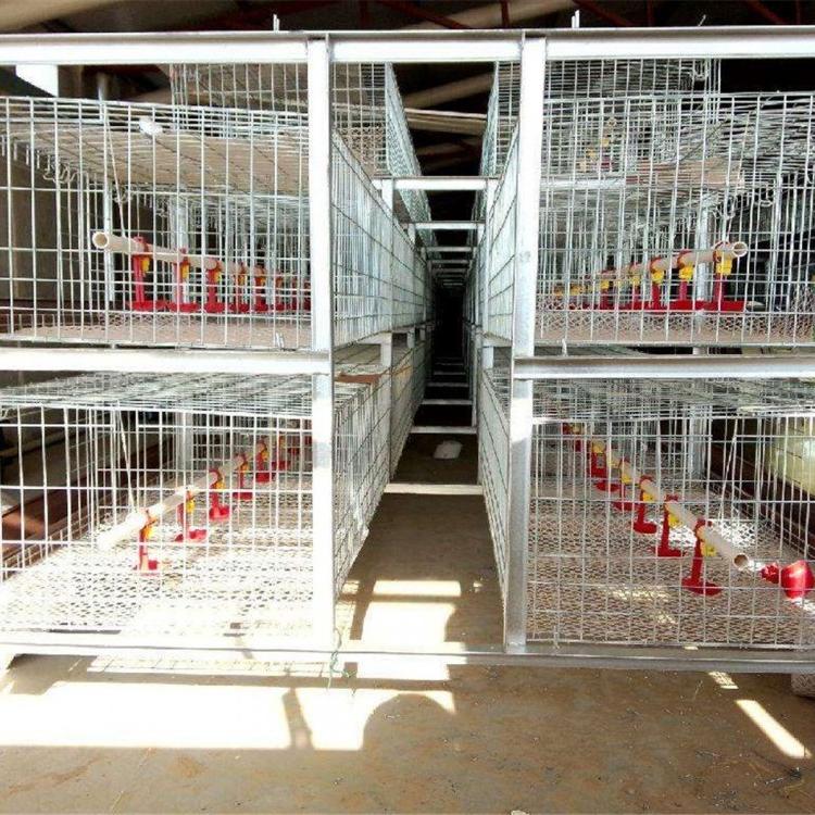 框架肉鸡笼 金吉自动化肉鸡笼 规格齐全