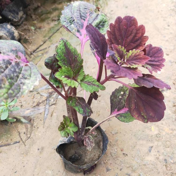 出售彩叶草 彩叶草基地 致电咨询