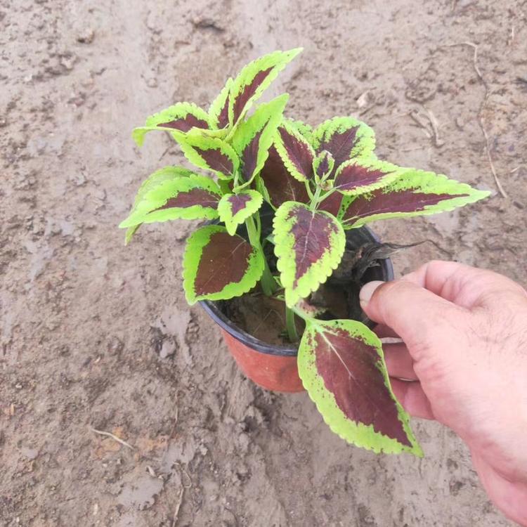 供应双色盆彩叶草 双色盆彩叶草供应商 欢迎咨询