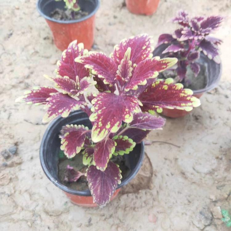 山东双色盆彩叶草 双色盆彩叶草种植基地 草花批发市场