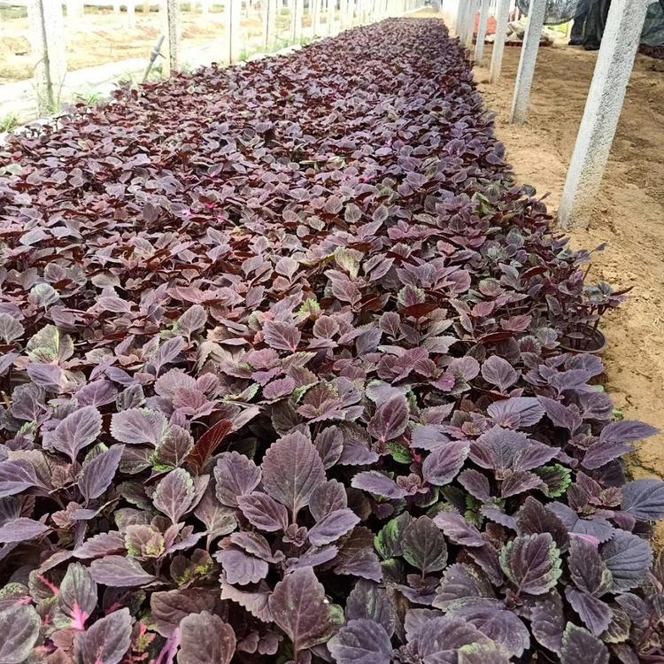 青州彩叶草 彩叶草批发商 草花批发市场