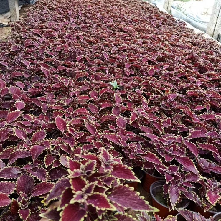 供应双色盆彩叶草 双色盆彩叶草幼苗批发 青泰花卉供应