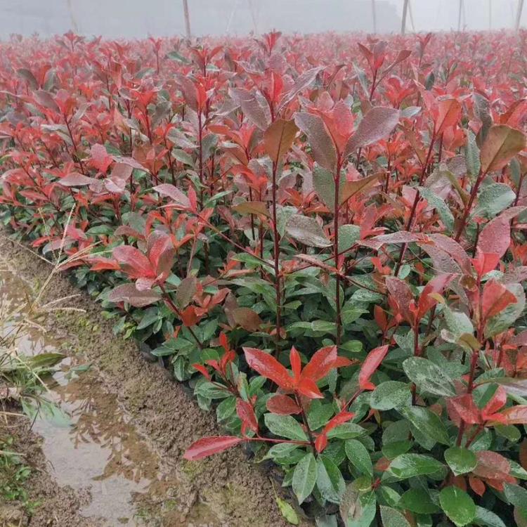 临沂红叶石楠苗    红叶石楠  石楠球直销