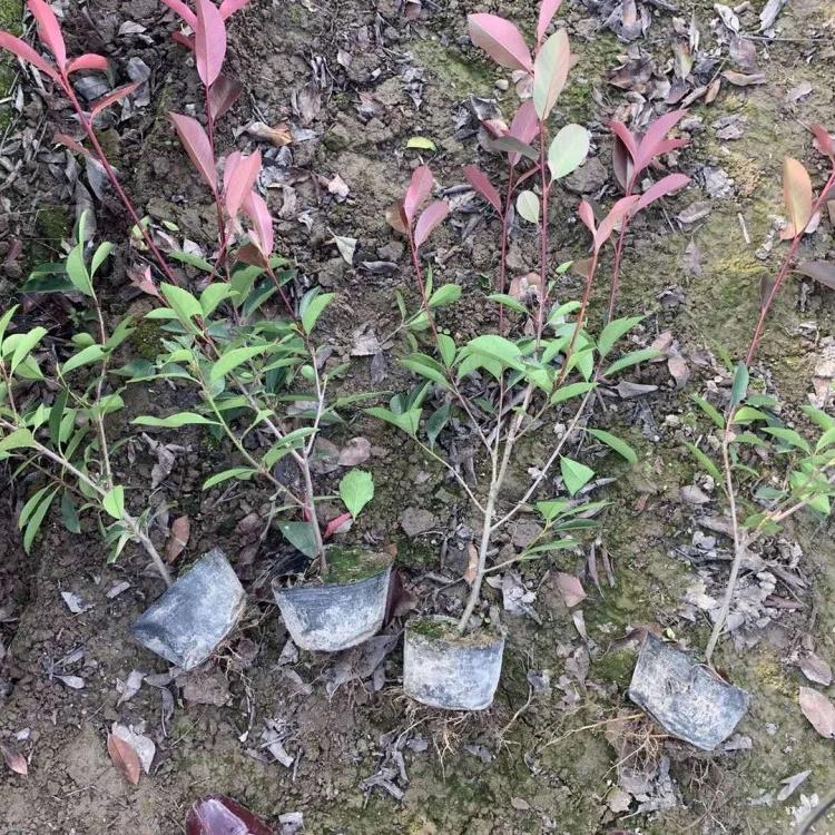 德州红叶石楠   红叶石楠球   大杯石楠培育基地