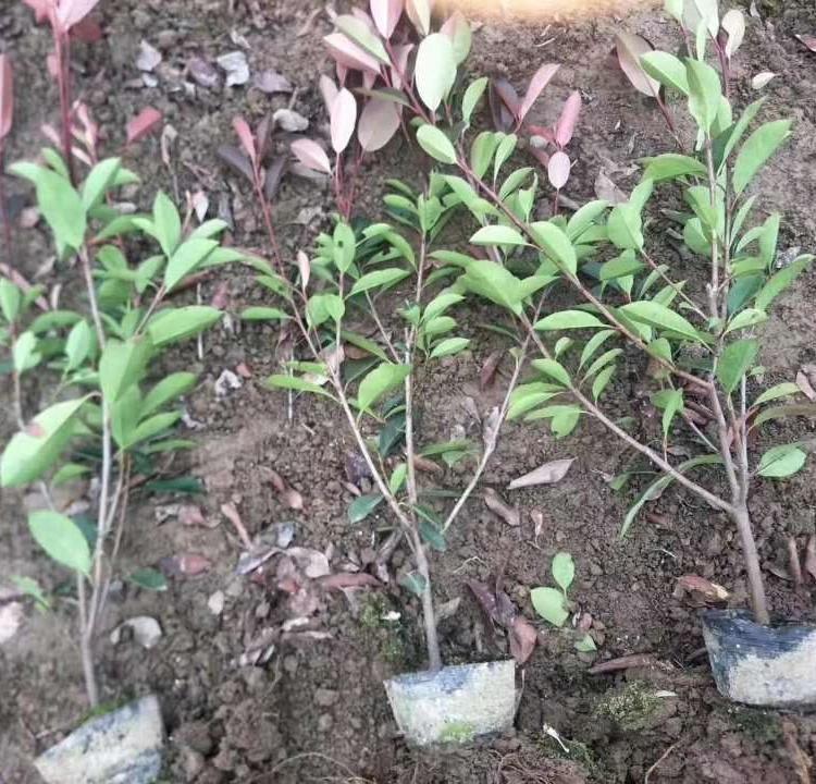 临朐红叶石楠苗    红叶石楠  石楠球直销