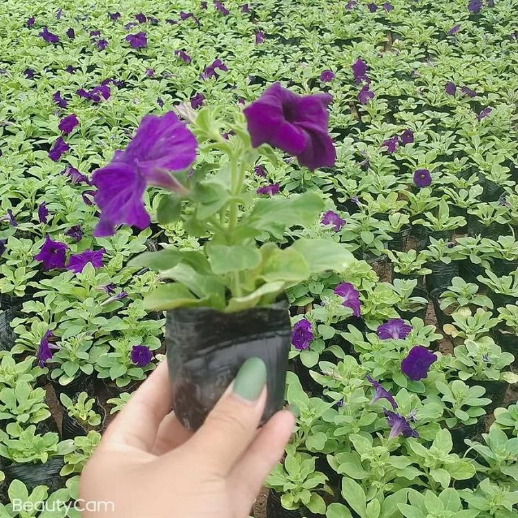 山东长春花 长春花价格 青泰花卉