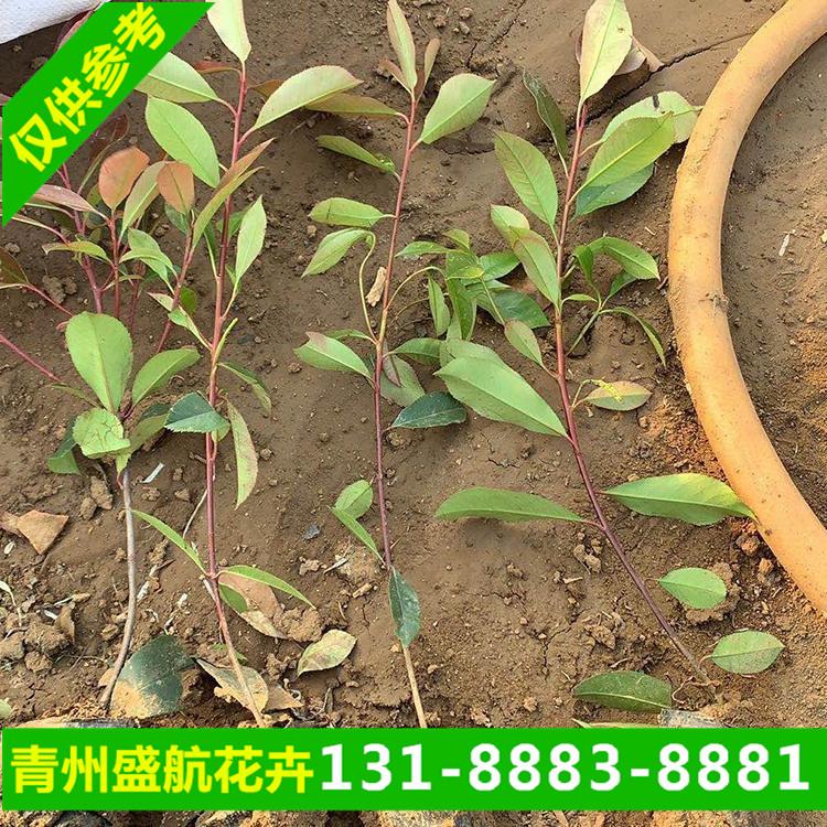 红叶石楠球批发基地 红叶石楠低价出售