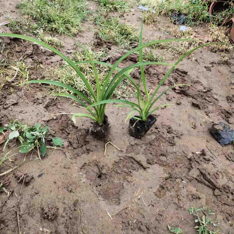大量供应大花萱草培育基地大花萱草供货商